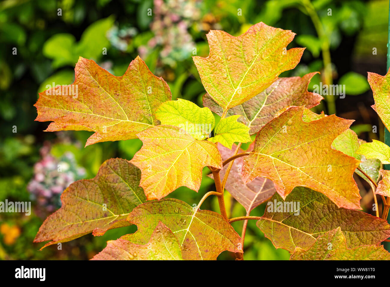 Hortensia feuille de chêne, feuilles d'automne, Close up Banque D'Images