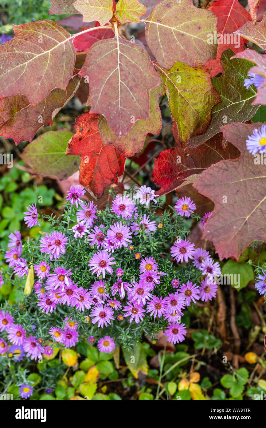 Chrysanthème sauvage Feuille de chêne et d'hydrangea, autumnal leaves, Close up Banque D'Images