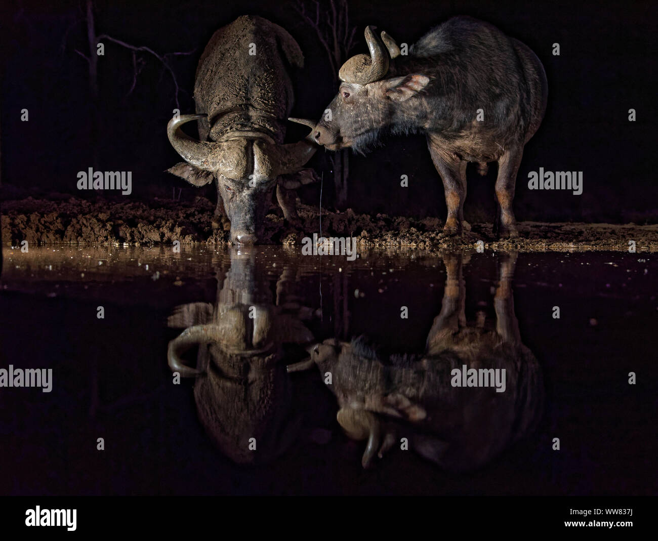 Deux buffles africains de nuit à l'abreuvoir, réflexion, KwaZulu-Natal, Afrique du Sud Banque D'Images