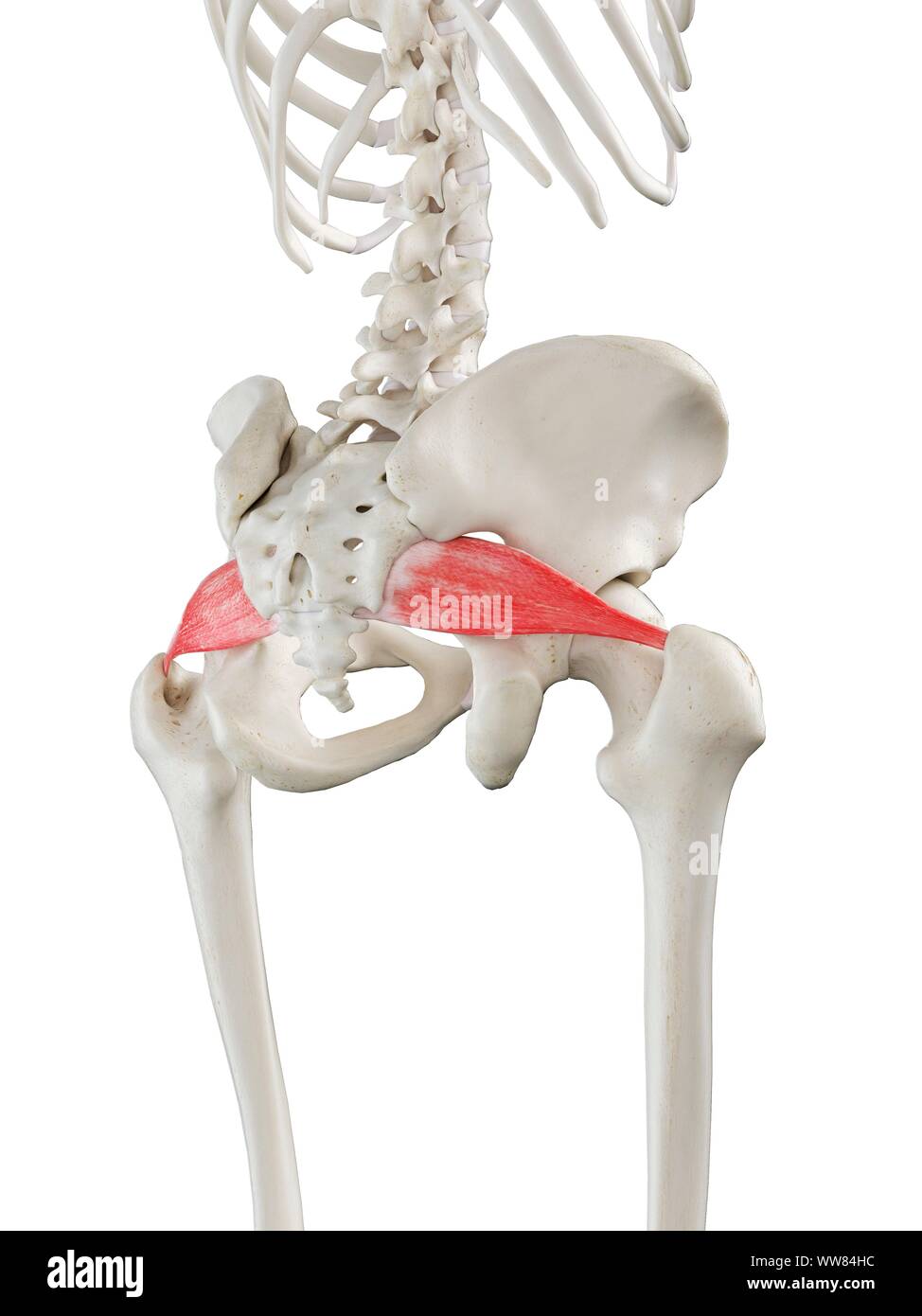 Anatomia muscular de la mujer pelvis Banque de photographies et d ...