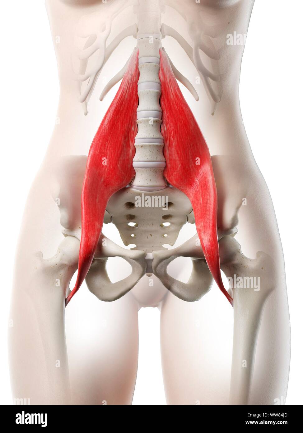 Muscle grand psoas, illustration Banque D'Images