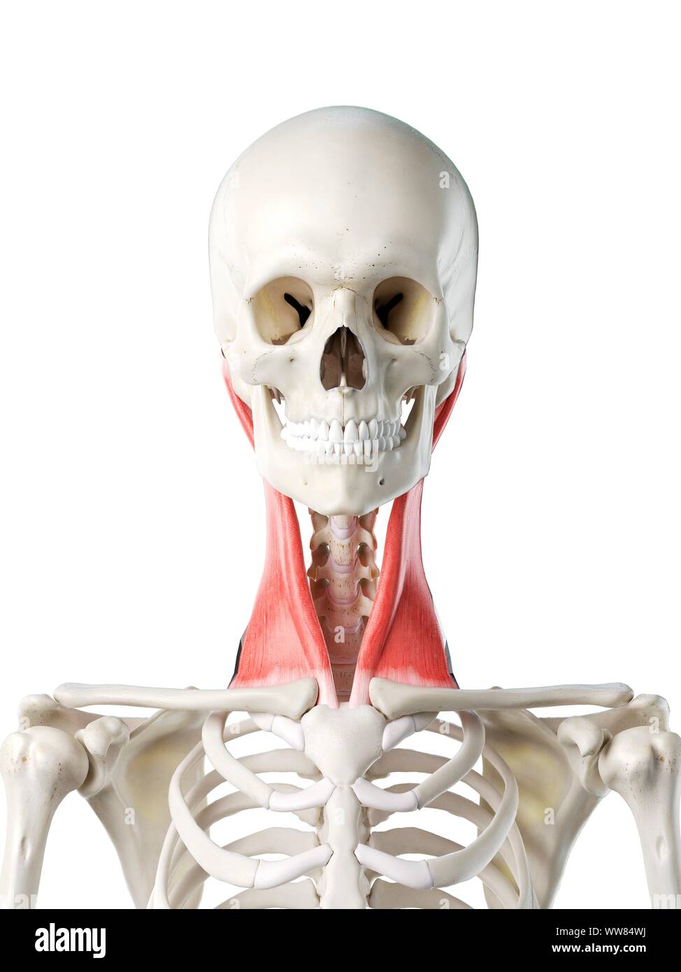 Sternocleidomastoid muscle Banque de photographies et d’images à haute résolution Alamy