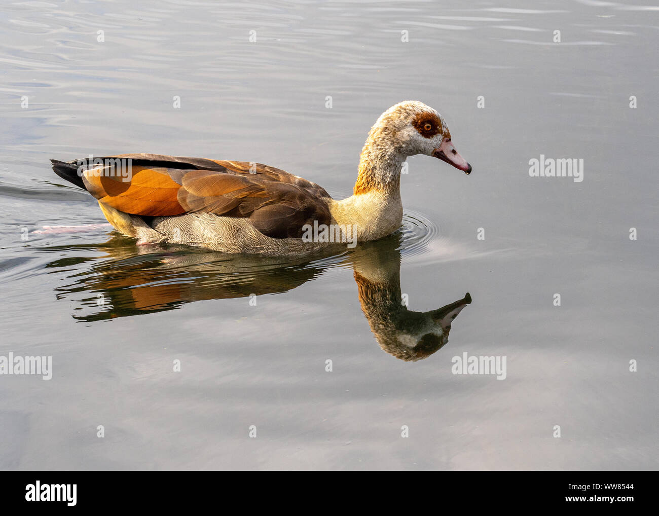 Egyptian goose natation sur la rivière à Norfolk avec un miroir reflet dans l'eau. Banque D'Images