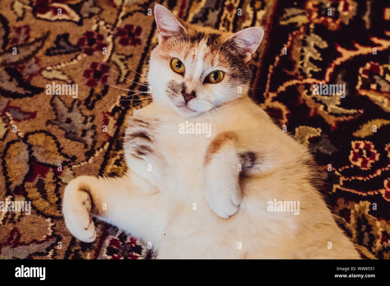 Chat Calico sur tapis anciens Banque D'Images