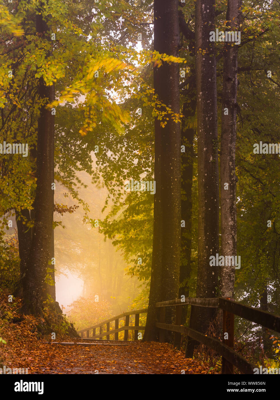 Sentier dans la forêt de brouillard d'automne Banque D'Images