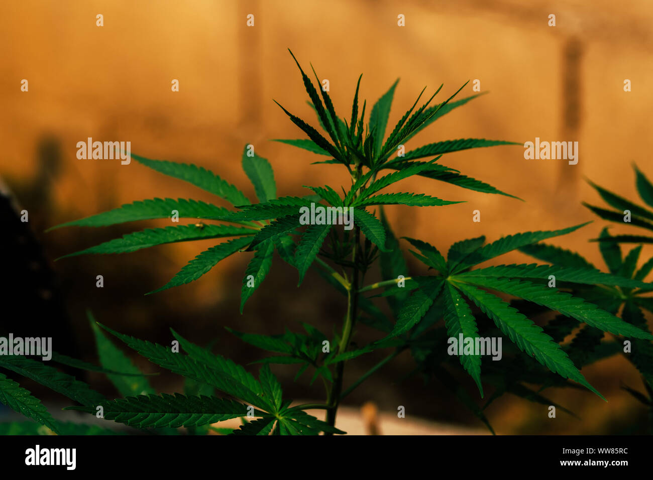 Les jeunes feuilles, les plantes de chanvre marijuana Indica, zone de style vintage Banque D'Images