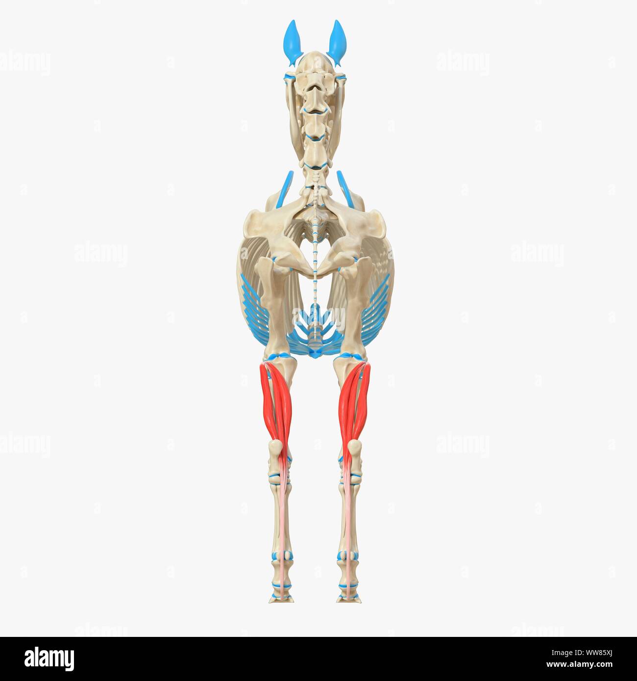 L'extensor digitorum profundus muscle, illustration Banque D'Images