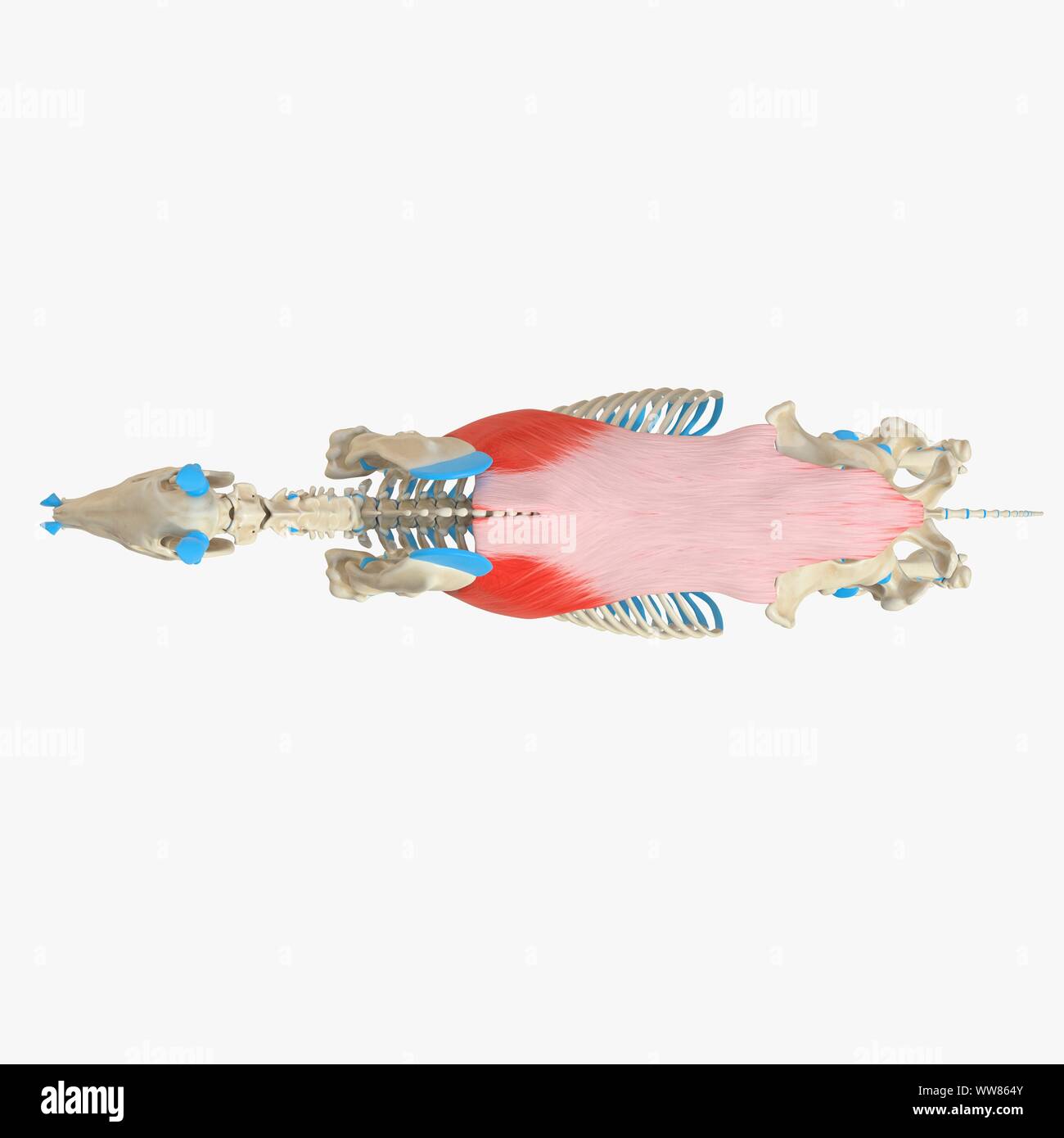 Horse muscle latissimus dorsi, illustration Banque D'Images