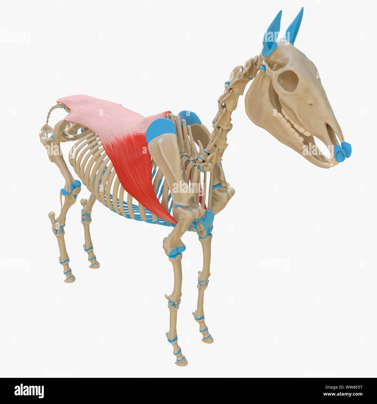 Horse muscle latissimus dorsi, illustration Banque D'Images