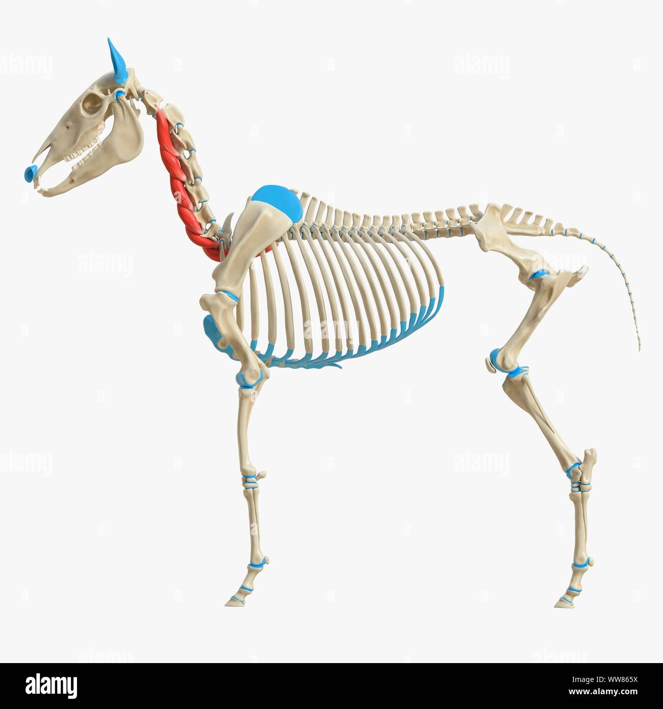 L'longus colli muscle, illustration Photo Stock - Alamy
