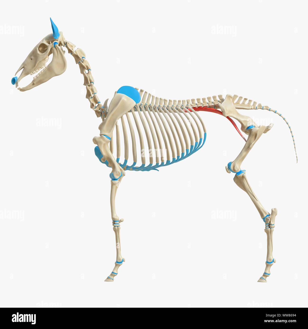 Horse muscle grand psoas, illustration Banque D'Images