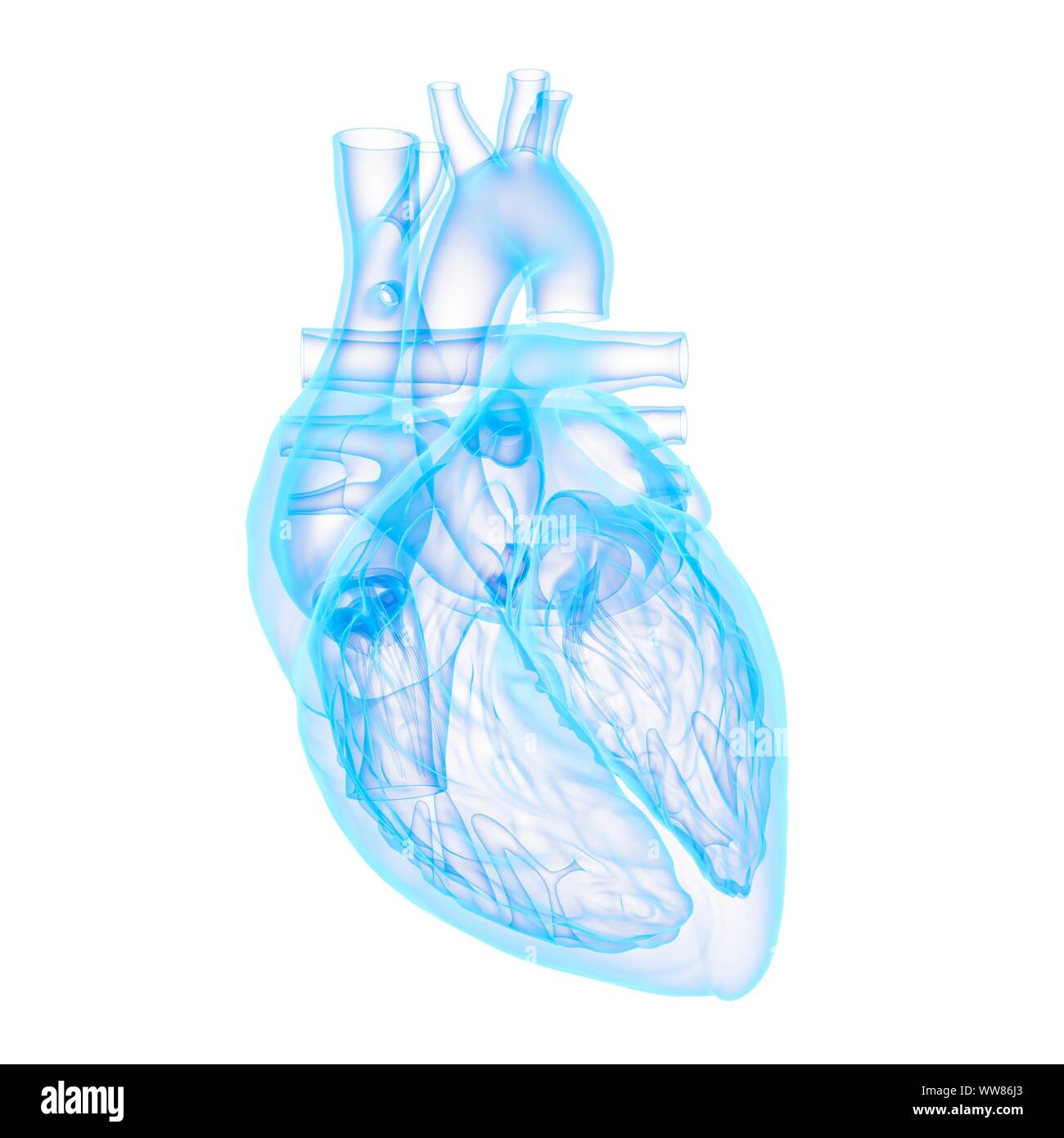 Coeur de l'homme, illustration Banque D'Images