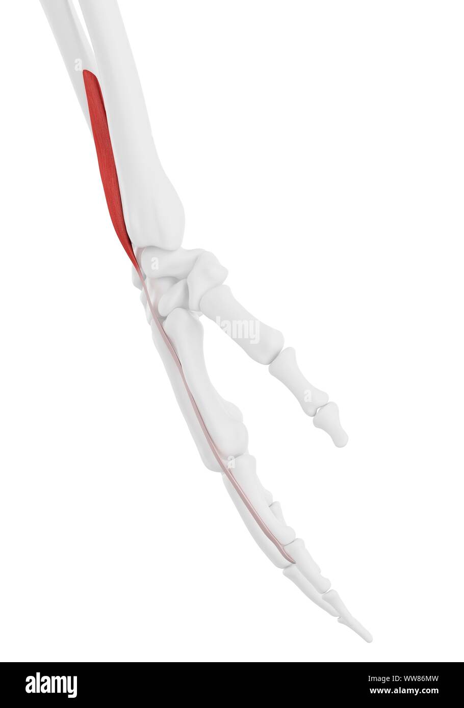 Extenseur muscle Pronator indicis, illustration Banque D'Images