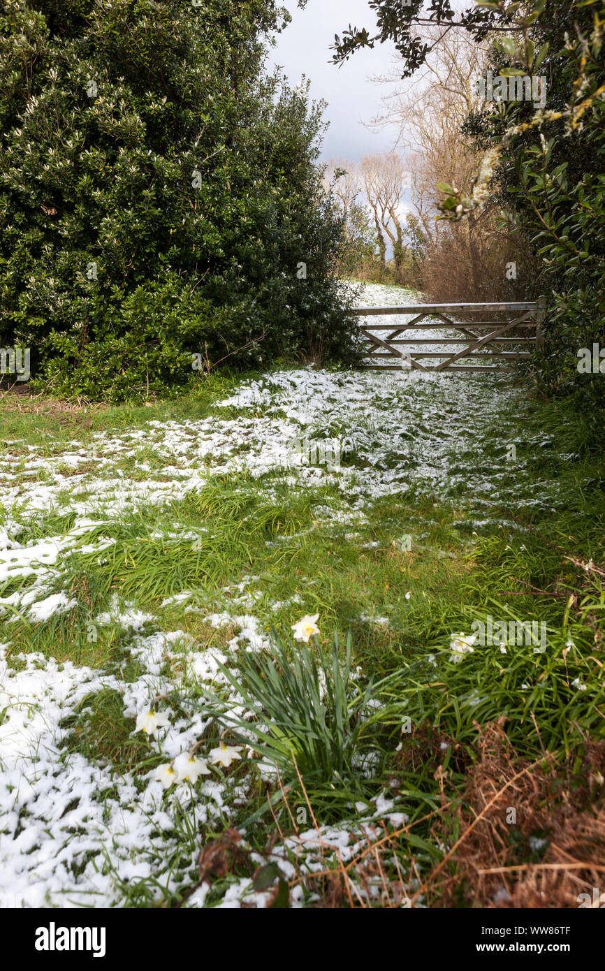 5-bar gate, champ et fleurs : Peninnis Head, Saint Mary's, Îles Scilly, au Royaume-Uni, en vertu d'une mince couche de neige rare. 18 Mars 2018 Banque D'Images