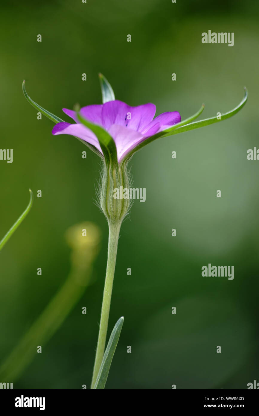 Close-up et vue latérale sur la fleur mauve d'un nielle Banque D'Images