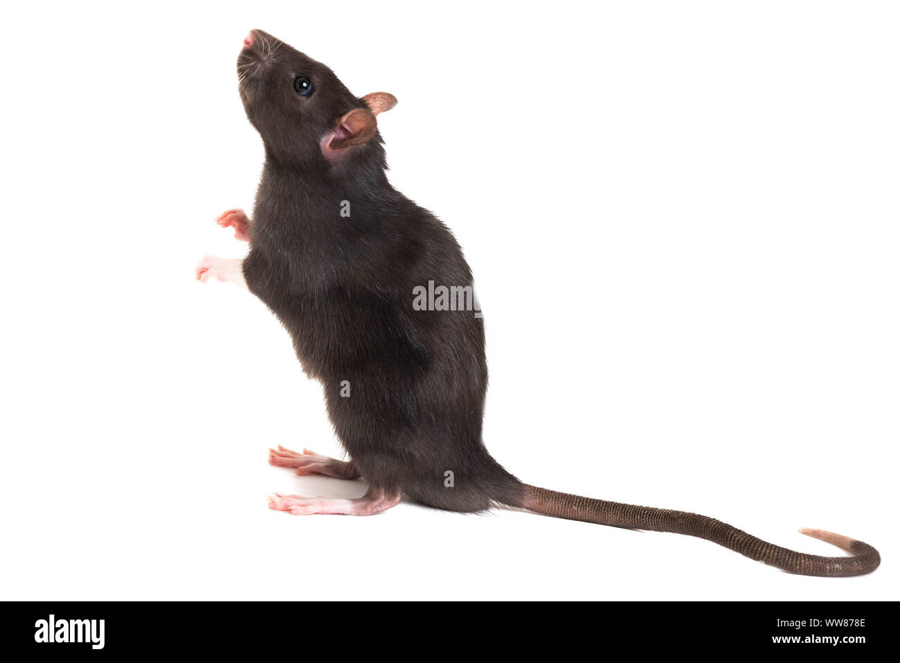 Un mignon petit rat gris, se dresse sur ses pattes arrière, et regardez vers le haut. Avec une longue queue. Banque D'Images