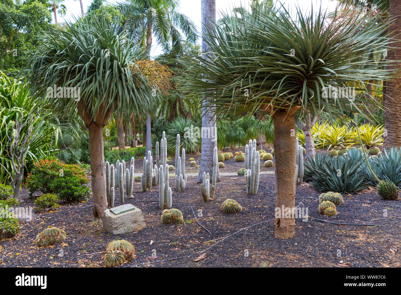 Palmiers et cactus, Parque García Sanabria, Botanical garden, Santa Cruz, Santa Cruz de Tenerife, Canaries, Espagne, Europe Banque D'Images