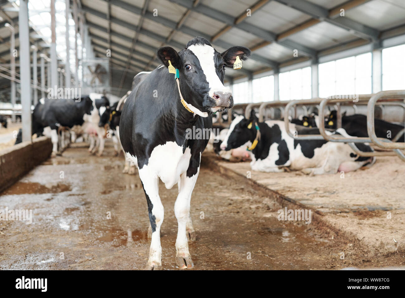 L'un de noir et blanc de traire les vaches debout dans de grandes exploitations laitières contemporain Banque D'Images