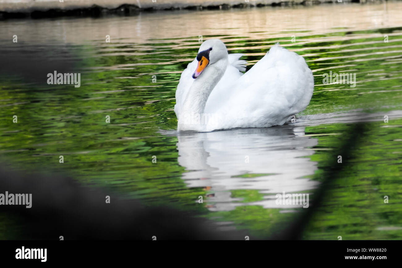 White Swan muet sur un lac avec une reflation. Banque D'Images