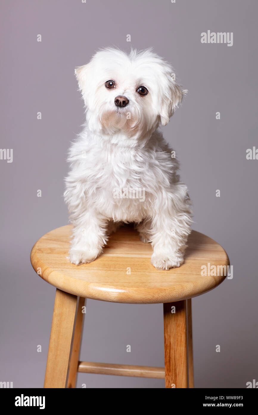 Portrait d'un chien Maltais Banque D'Images