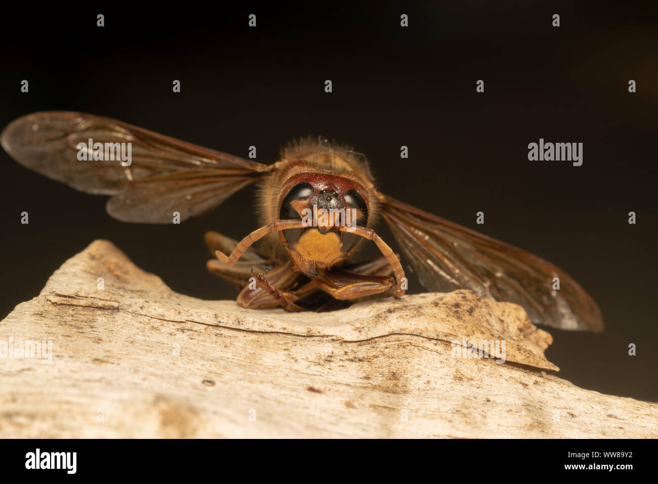 Frelon européen (lat. Vespa crabro) sur le vieux bois, vue de côté. Dans le monde entier, il y a 22 espèces reconnues de Vespa Banque D'Images