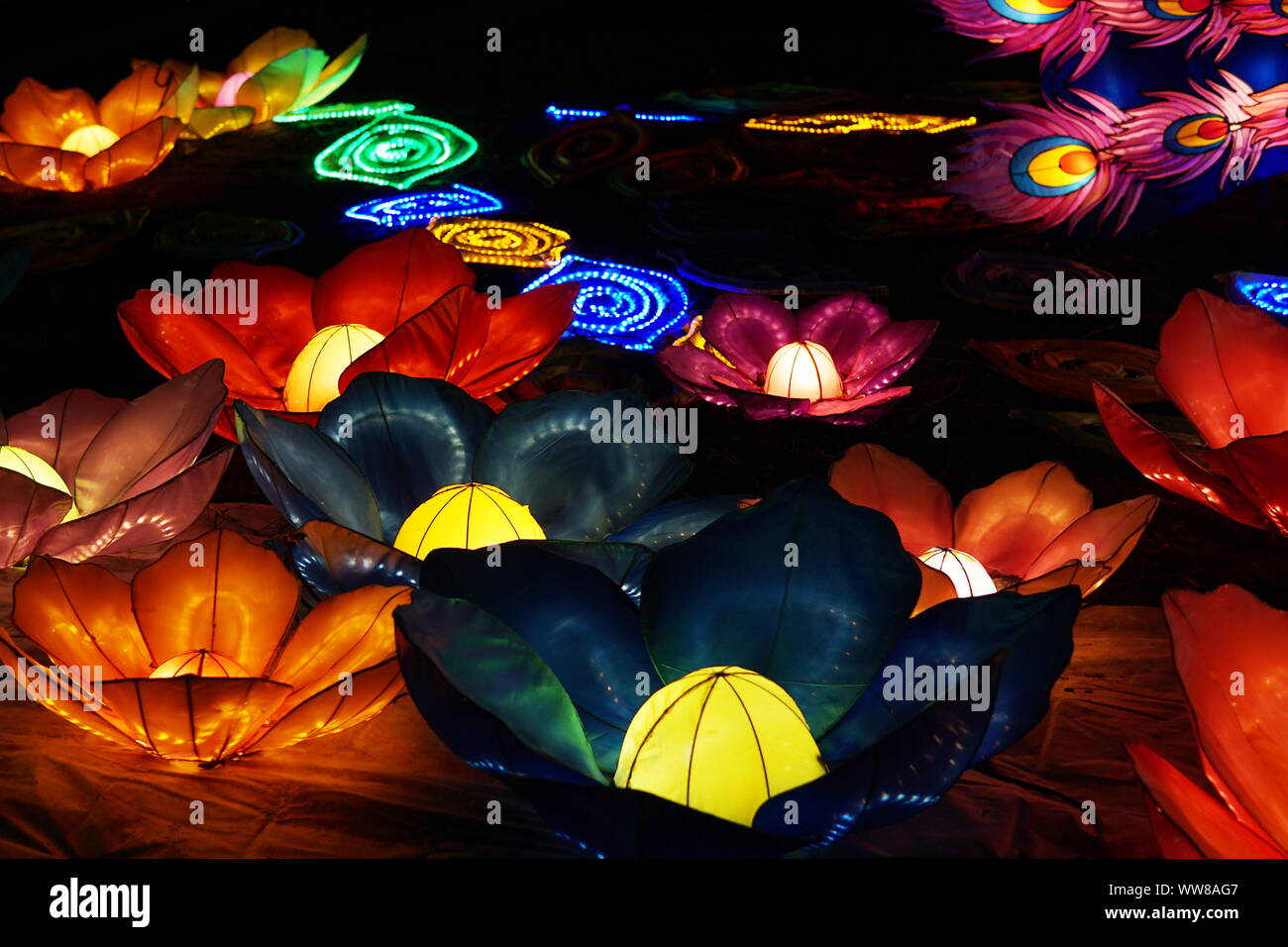 Festival de lanternes chinoises. Des fleurs colorées dans la nuit. Banque D'Images