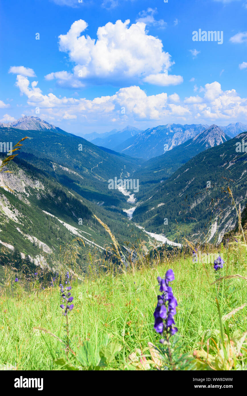 AllgÃ¤deu Alpen, valley Schwarzwassertal, fleurs, Naturpark Tiroler Lech, Tyrol, Autriche Banque D'Images