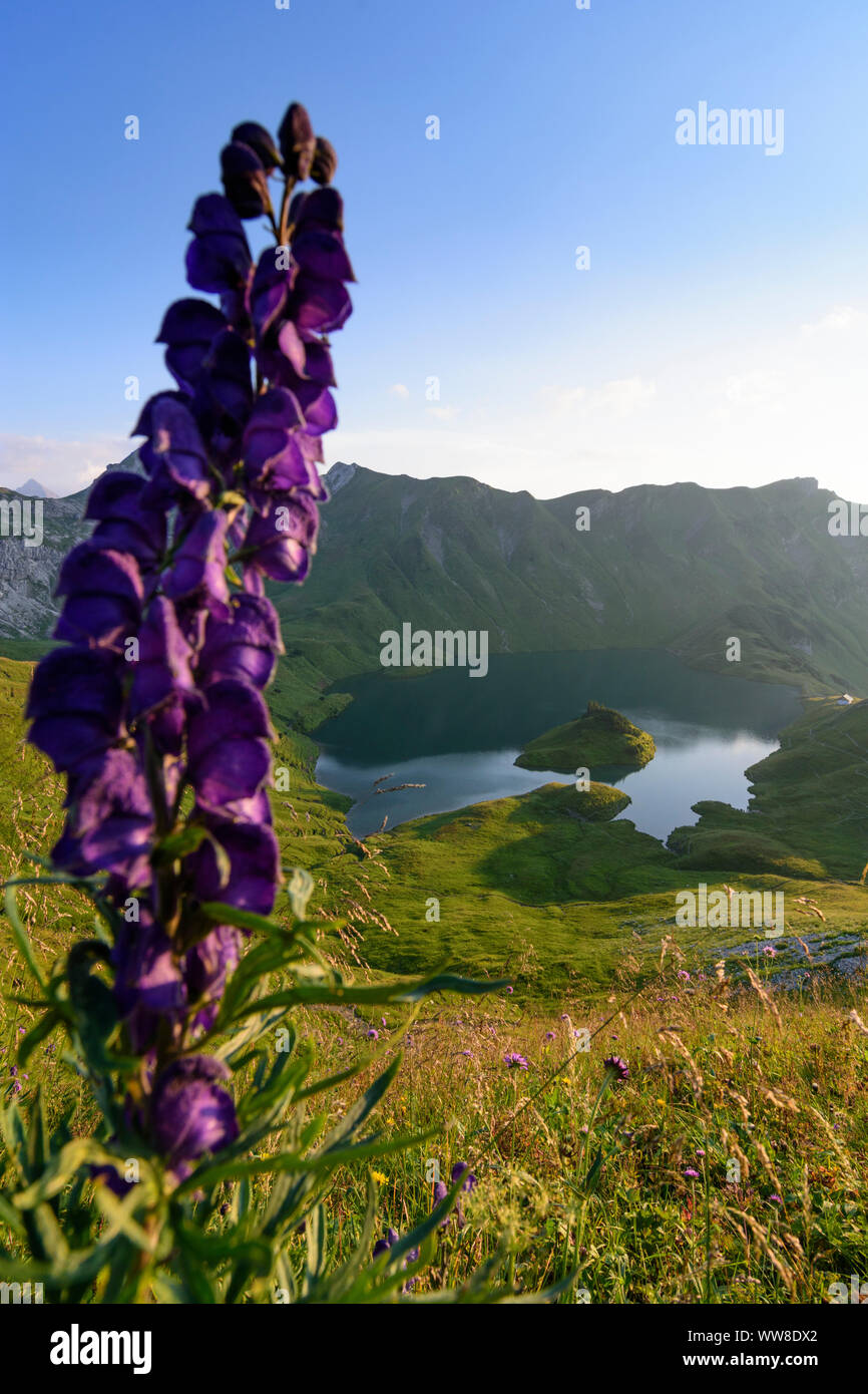 ¤AllgÃ Schrecksee uer Alpen, lac, fleur, ALP, Schwaben, AllgÃ¤u, souabe, Bavière, Allemagne Banque D'Images