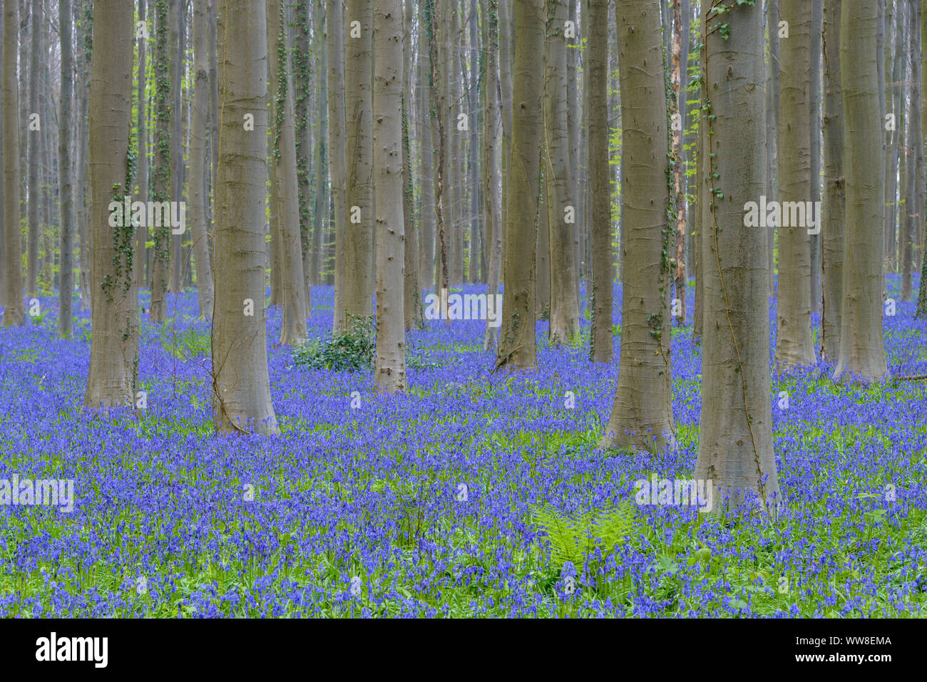 Forêt jacinthes au printemps, Hallerbos, Halle, Vlaams Gewest, Bruxelles, Belgique, Europe Banque D'Images