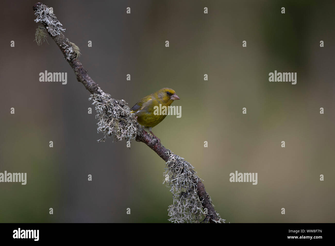 Finch vert sur une brindille de lichen Banque D'Images