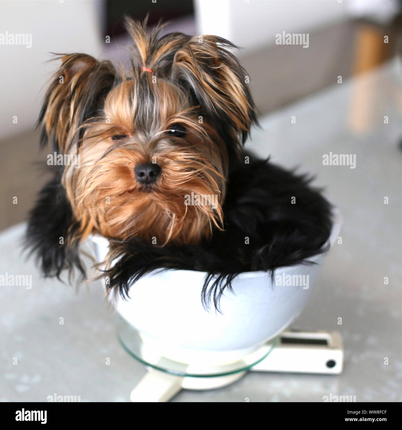 Pesée, chien Yorkshire Terrier se trouve dans la tasse Banque D'Images