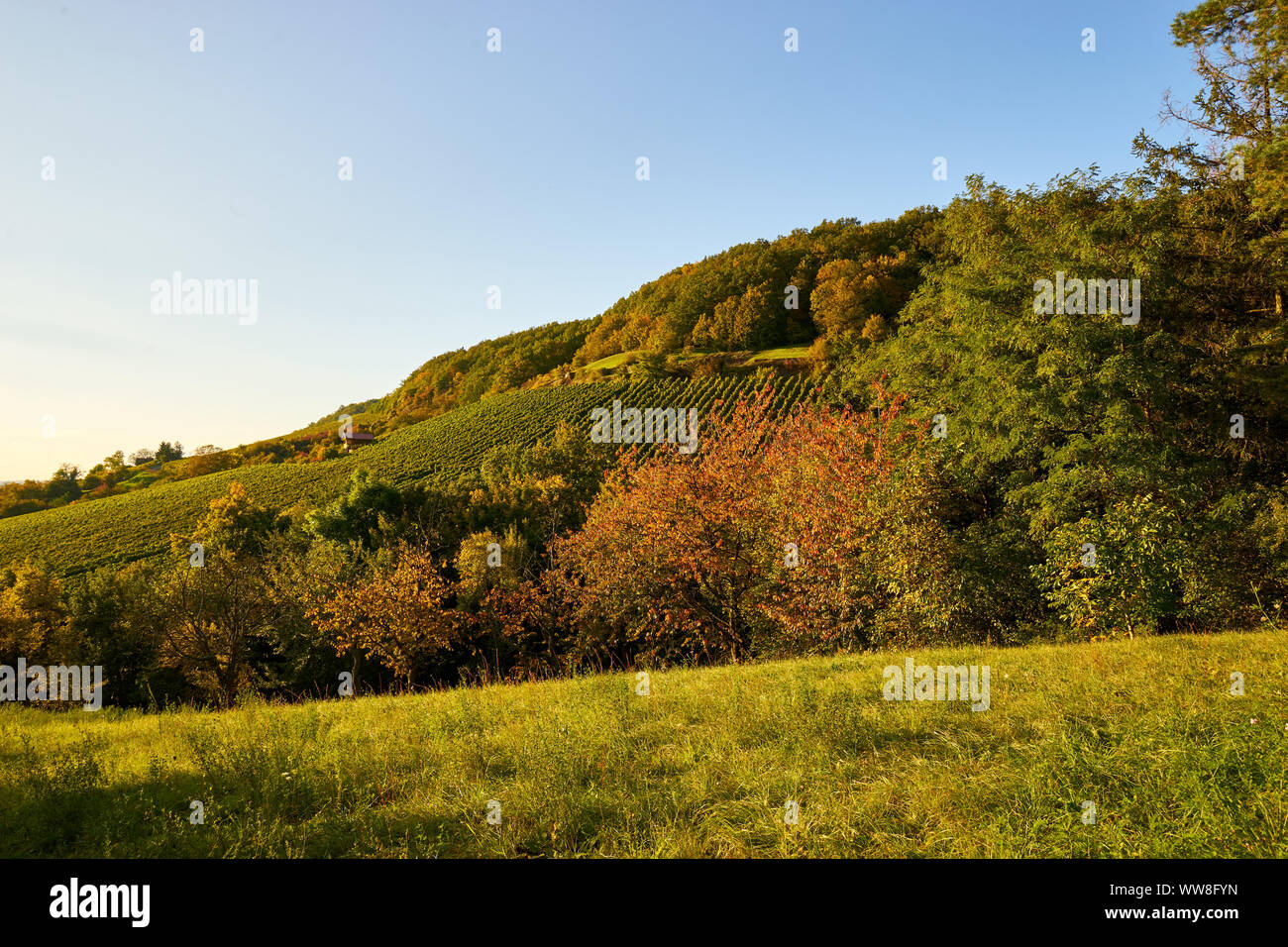 Vignobles et dans Abt-Degen-Weintal Mainaue près de Ziegelanger, district de Zeil am Main, HaÃŸberge, district de Basse-franconie, Franconia, Bavaria, Germany Banque D'Images