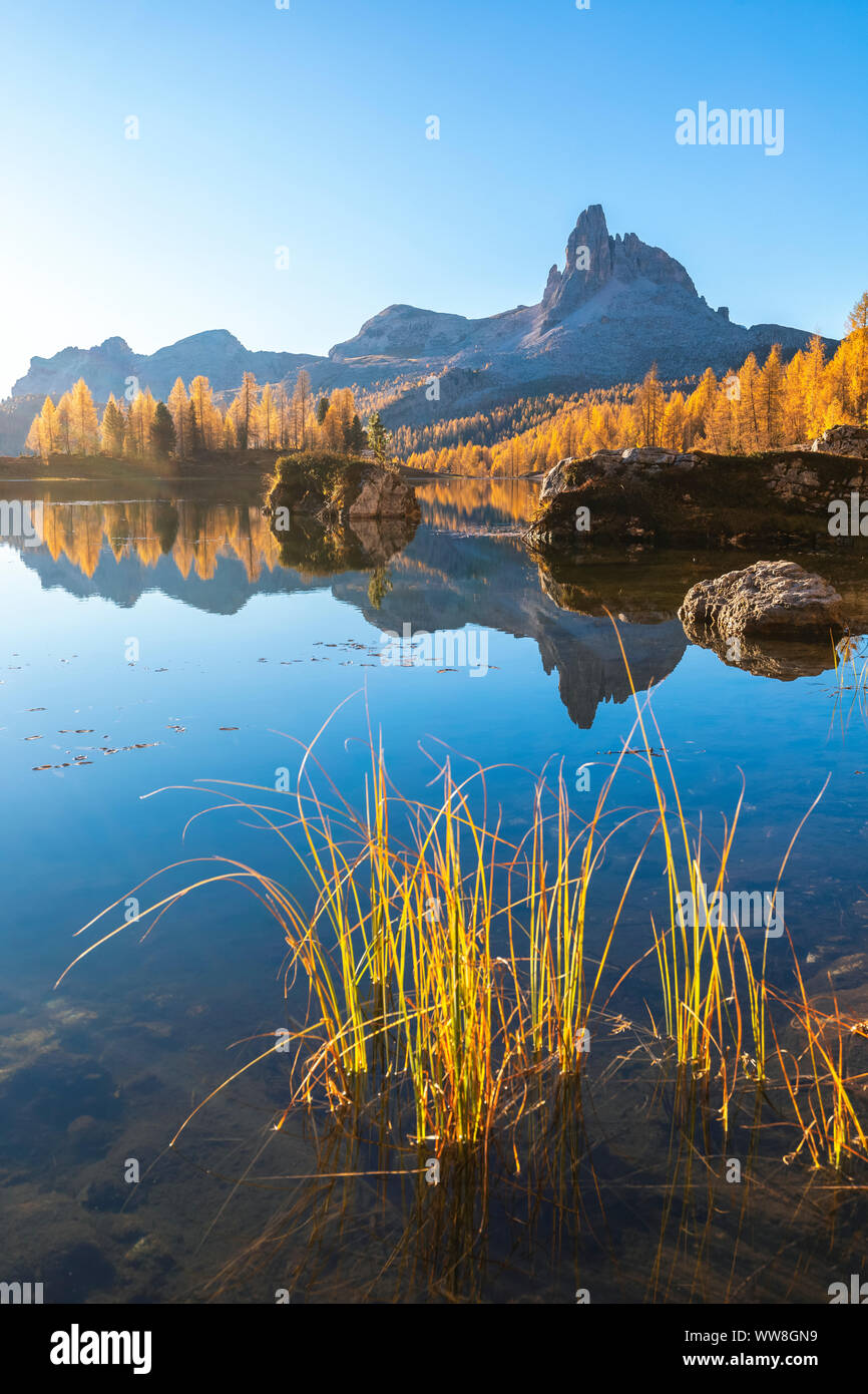 À l'automne, avec le Lac Federa mélèzes jaune autour, Croda da Lago, Cortina d'Ampezzo, Belluno, Dolomites, Veneto, Italie Banque D'Images
