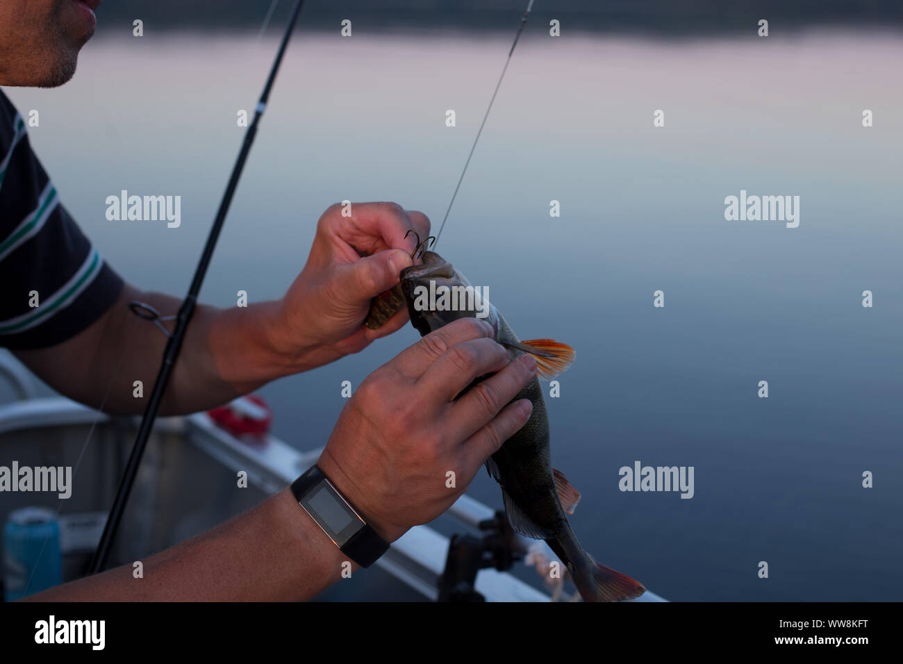 Prendre du poisson, la perche (Perca fluviatilis) Banque D'Images