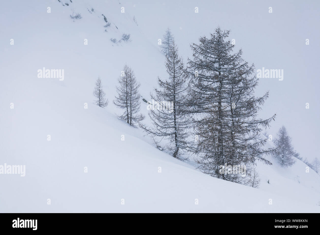 Le mélèze arbres en hiver sous des chutes de neige importantes, Kasern / Casere, Bolzano / Prettau, vallée Aurina, Bolzano, le Tyrol du Sud, Italie Banque D'Images