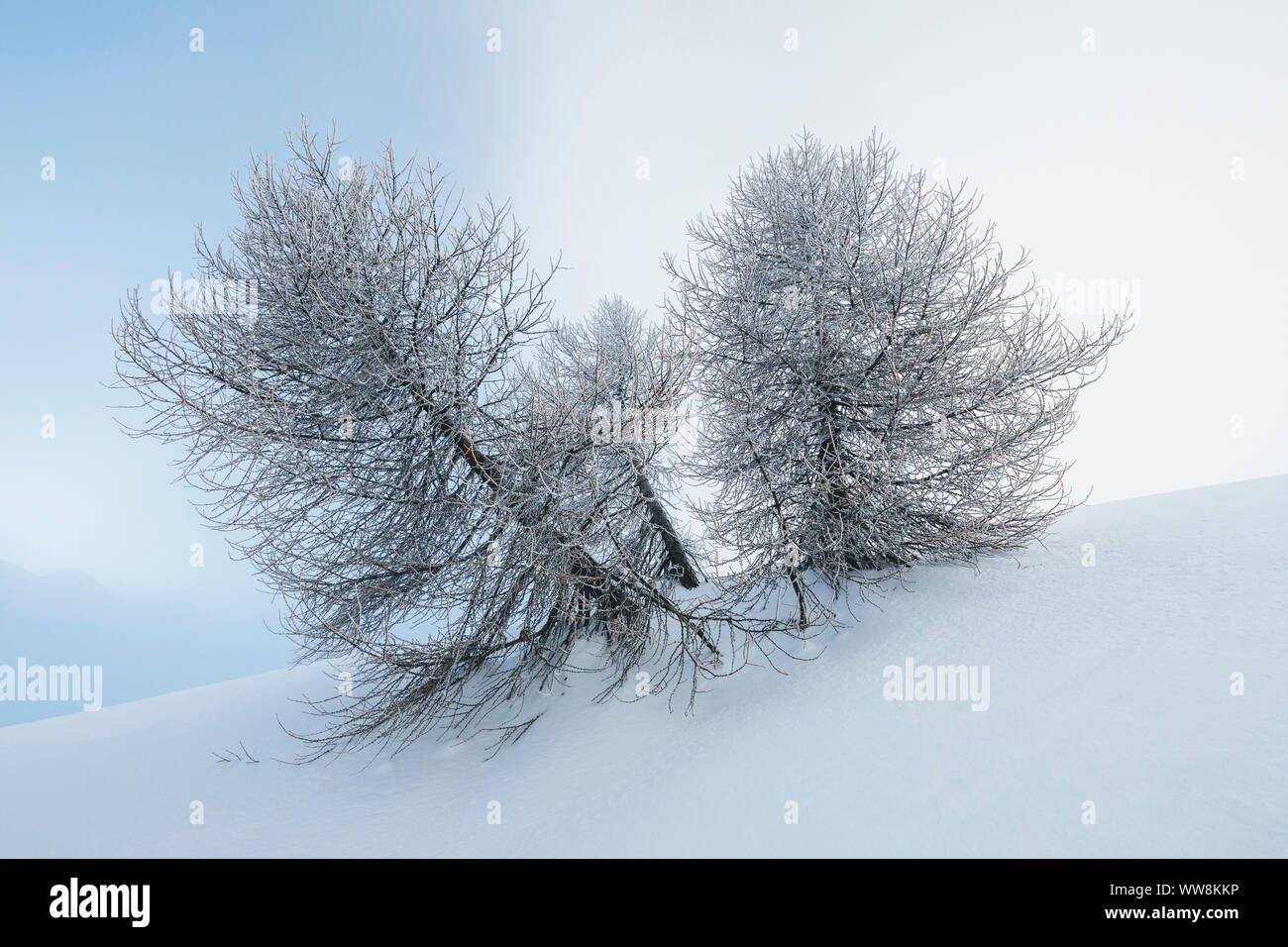 Les arbres gelés après une chute de neige, l'hiver de l'humeur, Falcade, Valles pass, Padova, Veneto, Italie Banque D'Images