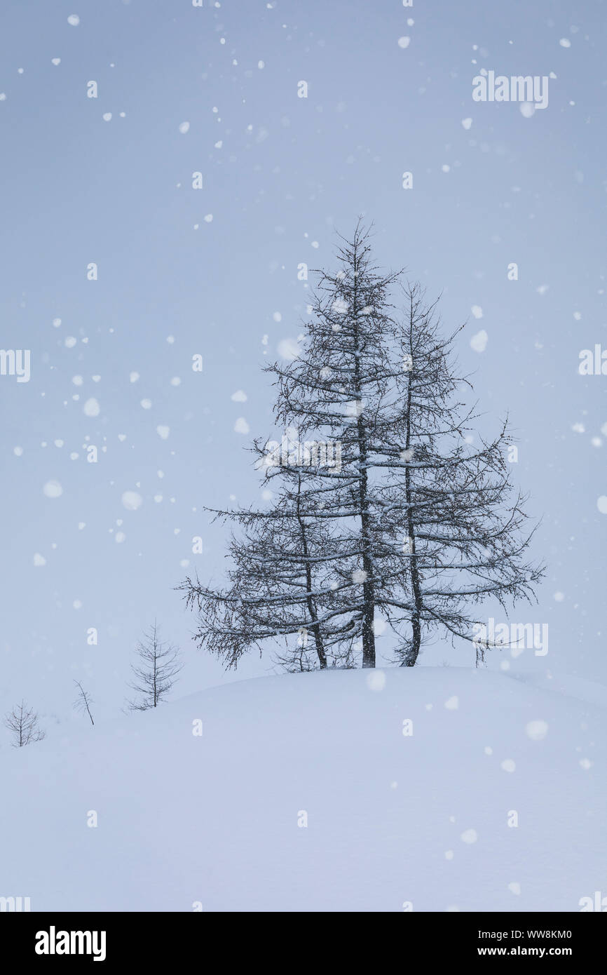 Le mélèze arbres en hiver sous des chutes de neige importantes, Kasern / Casere, Bolzano / Prettau, vallée Aurina, Bolzano, le Tyrol du Sud, Italie Banque D'Images