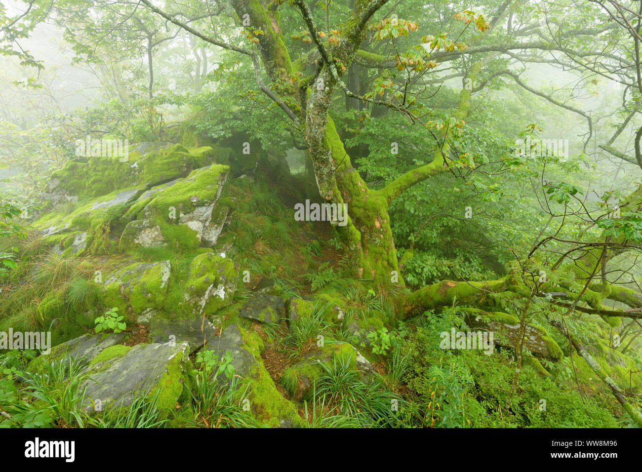 La forêt de montagne sur un matin brumeux sur sommet de montagne, Hofbieber, Milseburg mountain, montagne Rhoen, Hesse, Allemagne Banque D'Images