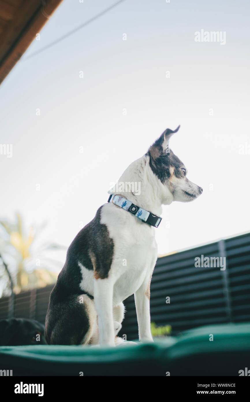 Petit chien à quelque part Banque D'Images