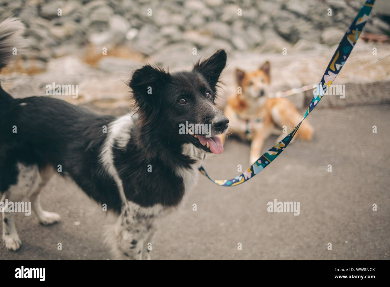 Chien heureux à quelque part Banque D'Images
