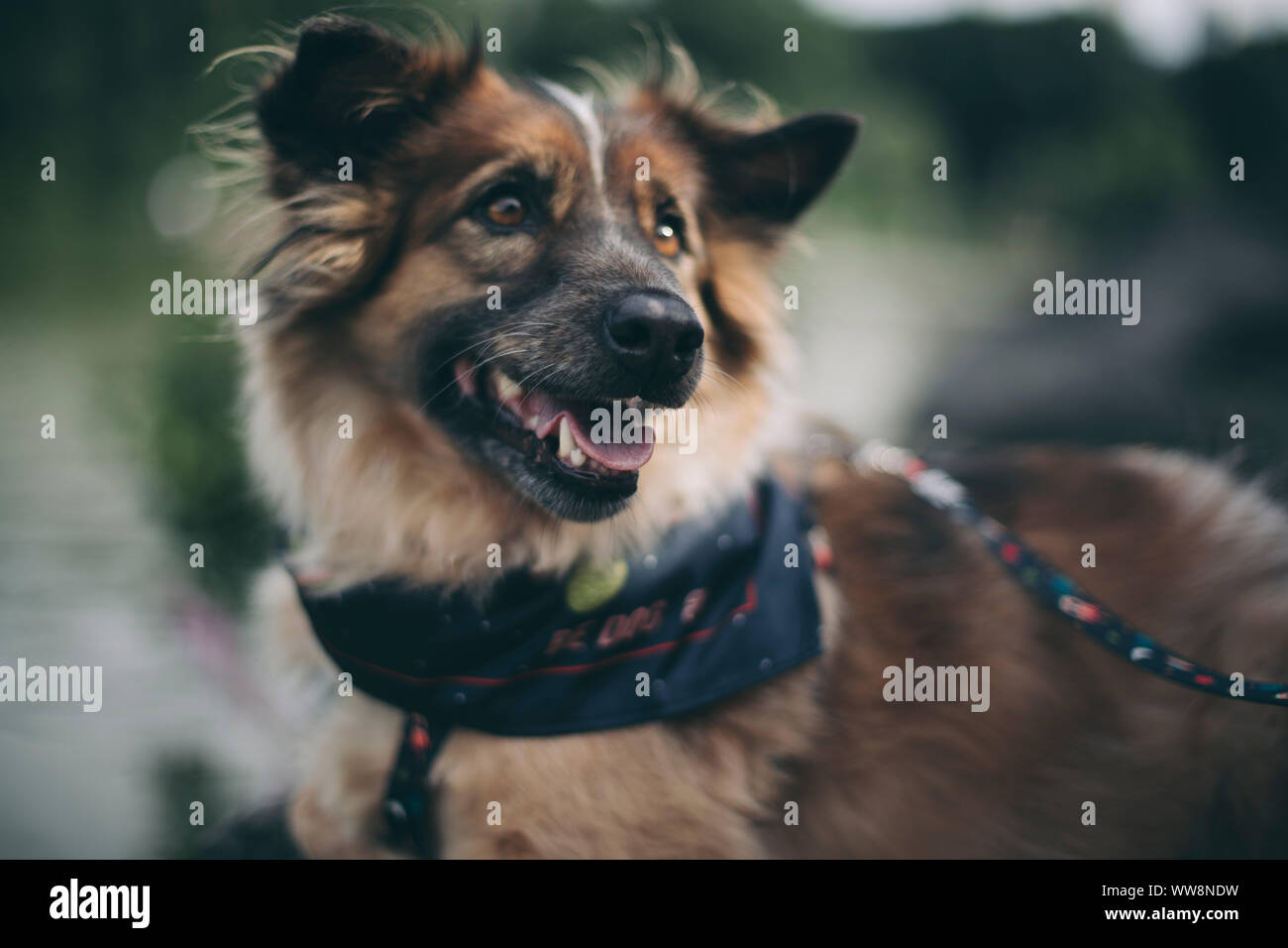 Aucune race chien à quelque part Banque D'Images