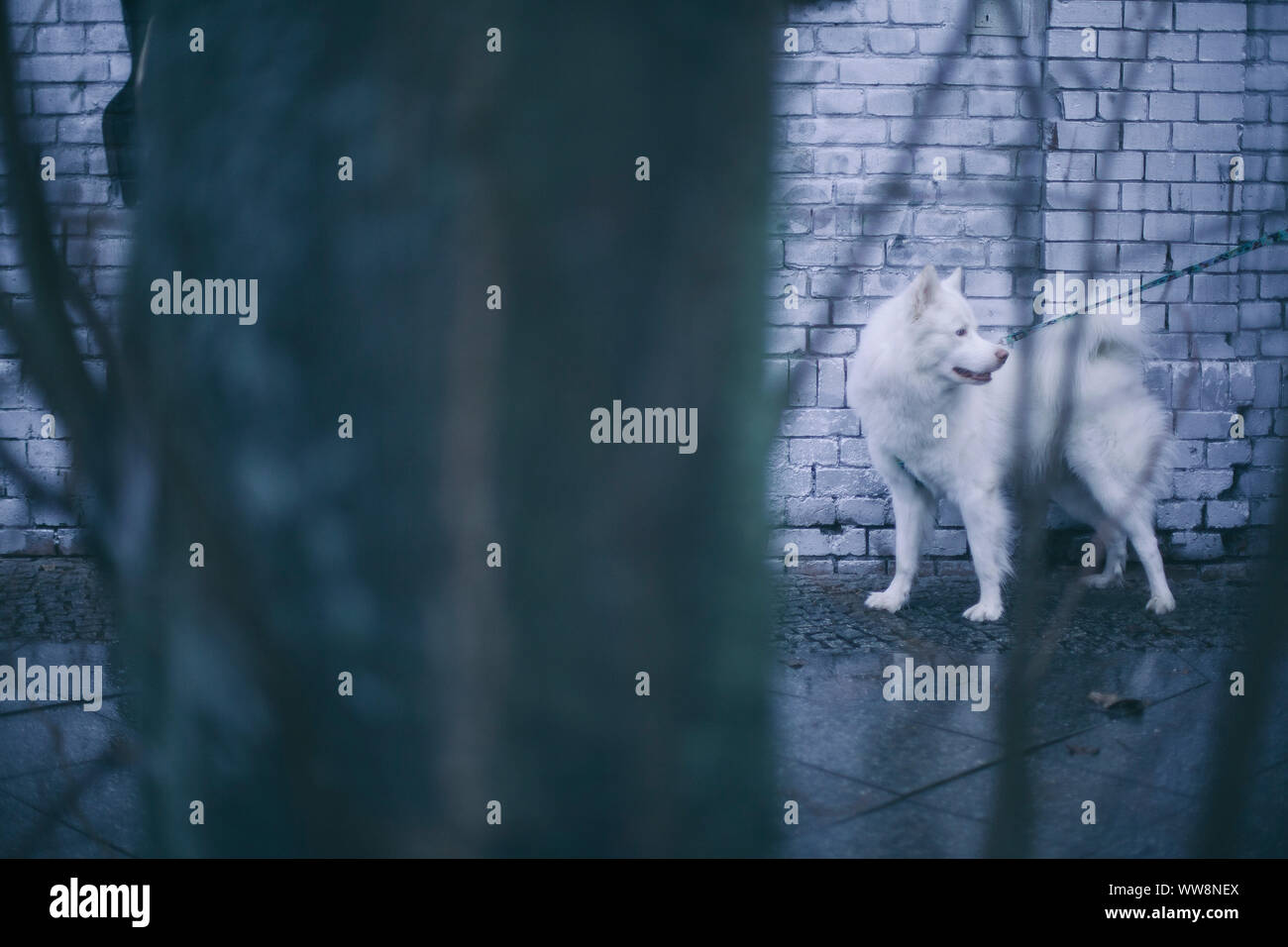 Promenade de chiens husky blanc dans les rues de berlin Banque D'Images