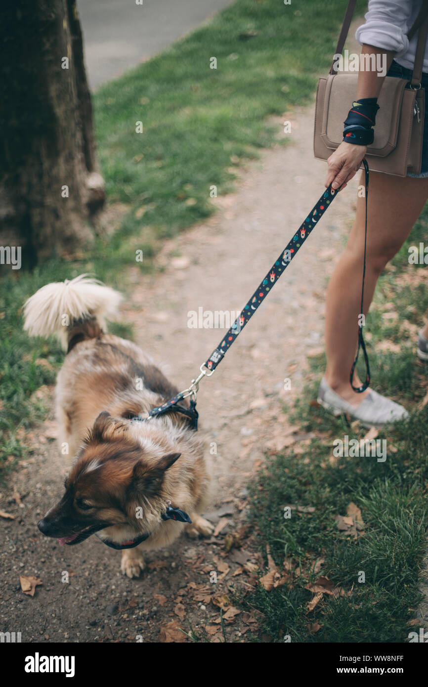 Young woman walking with her dog Banque D'Images