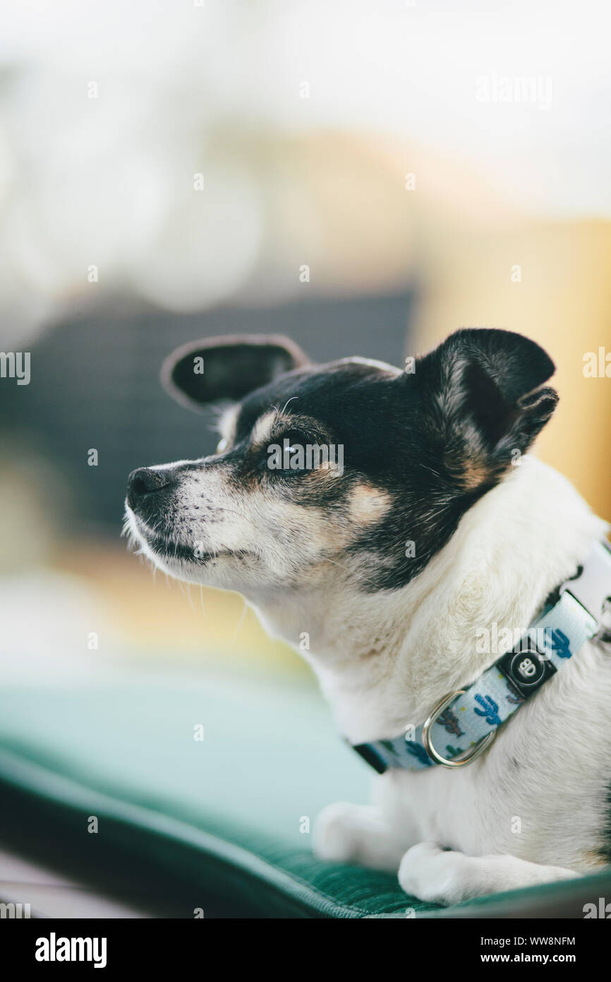 Petit chien à quelque part Banque D'Images