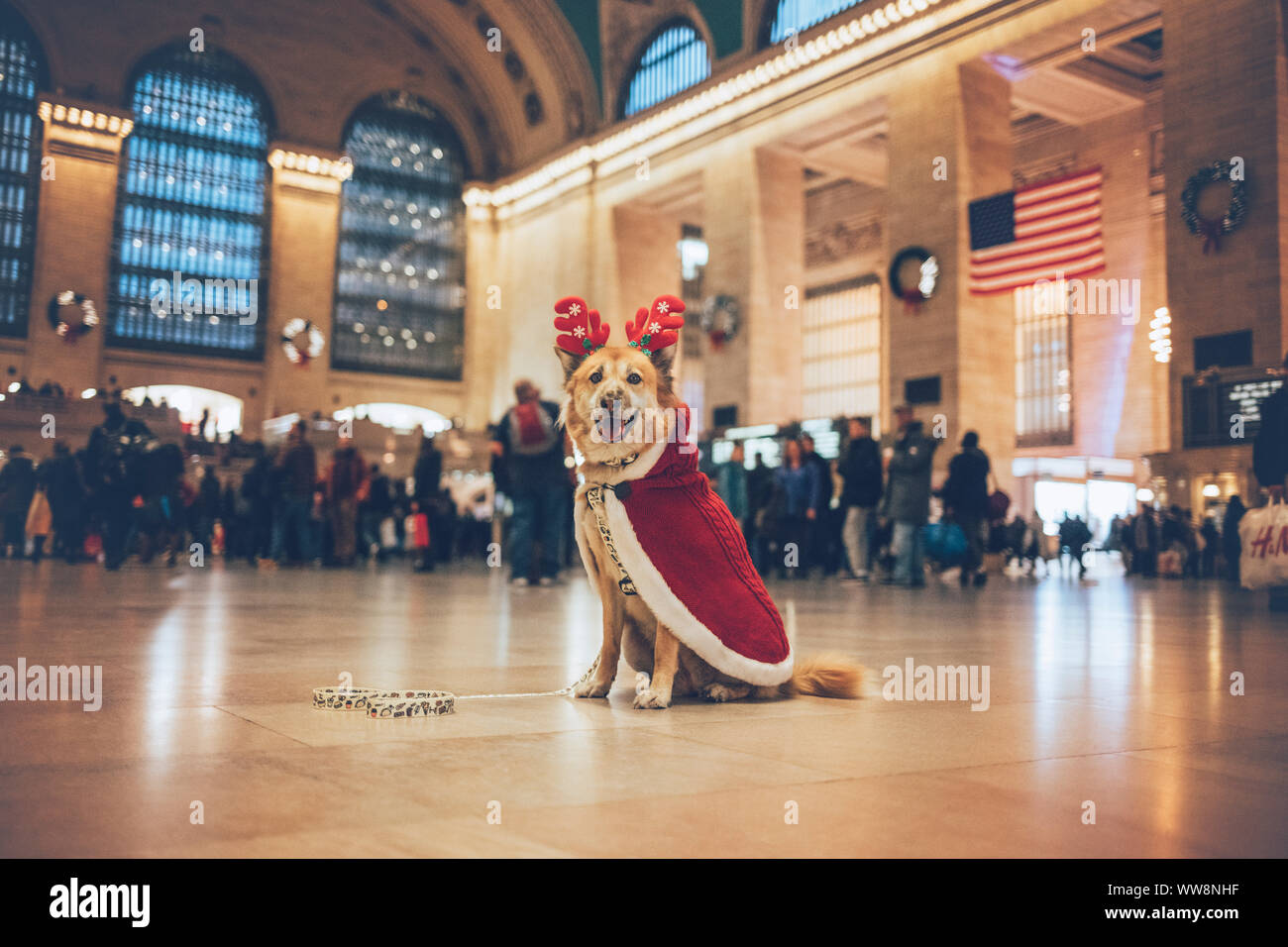 Chien blonde à grand central avec un chapeau et une cape de cerfs Banque D'Images