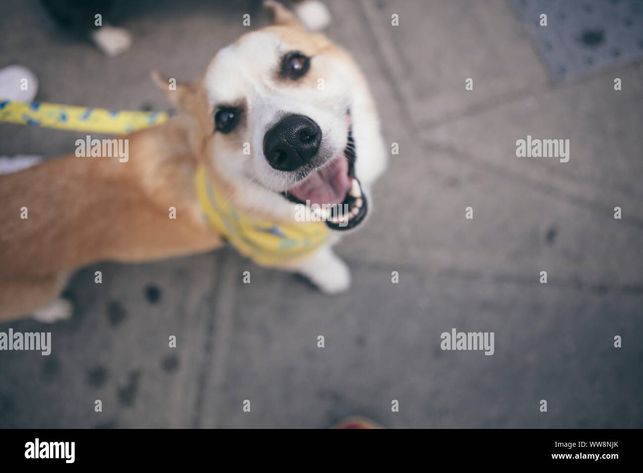 Corgi chien souriant pour l'appareil photo Banque D'Images