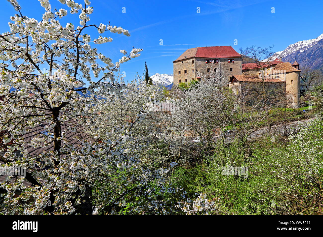 Cerisier en fleur avec du château, Schenna, Passertal, Burggrafenamt, Tyrol du Sud, Italie Banque D'Images