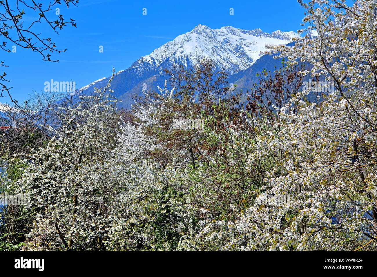 Cerisiers en fleurs à l'encontre du Texel, avec l'objectif 3006m, Schenna, Passertal, Burggrafenamt, Tyrol du Sud, Italie Banque D'Images