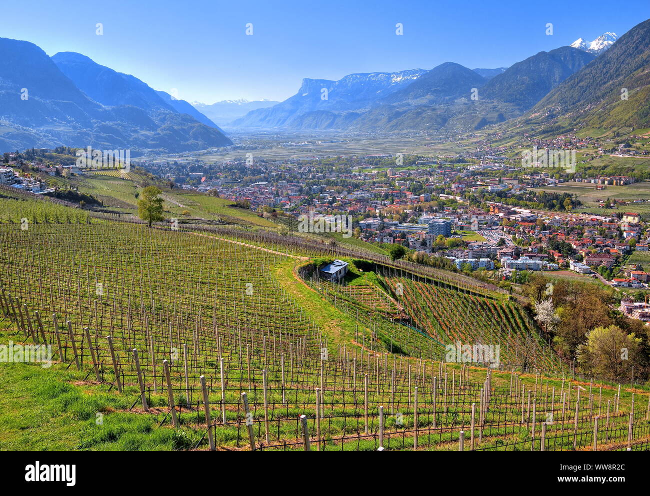 Vignoble avec une vue sur la ville de Merano dans la vallée de l'Etsch, Dorf Tirol, Burggrafenamt, Tyrol du Sud, Italie Banque D'Images