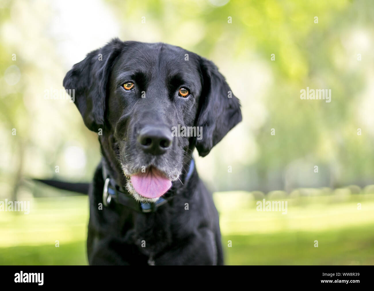 Close up d'un Labrador noir chien écoute avec une inclinaison de tête Banque D'Images